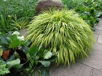 Hakonechloa m. Aureola.jpg_s.jpg